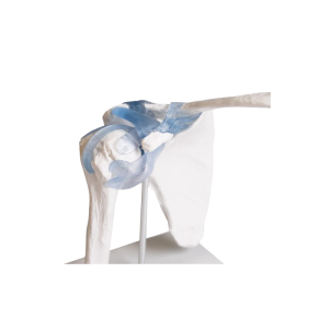 Articulation de l’épaule avec ligaments Erler Zimmer