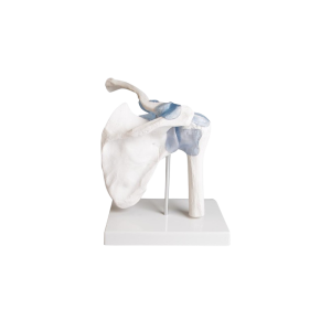 Articulation de l’épaule avec ligaments Erler Zimmer