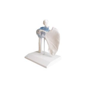Articulation de l’épaule avec ligaments Erler Zimmer