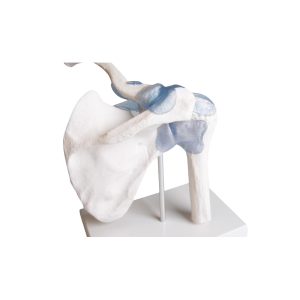 Articulation de l’épaule avec ligaments Erler Zimmer