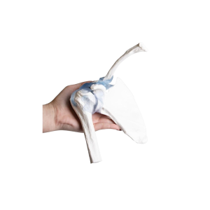 Articulation de l’épaule avec ligaments Erler Zimmer