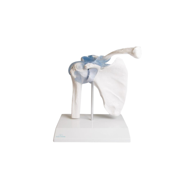 Articulation de l’épaule avec ligaments Erler Zimmer