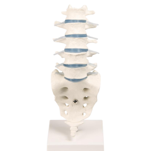 Colonne vertébrale lombaire Erler Zimmer