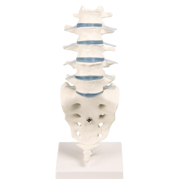 Colonne vertébrale lombaire Erler Zimmer