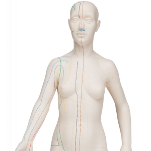 Modèle d’acupuncture – corps féminin