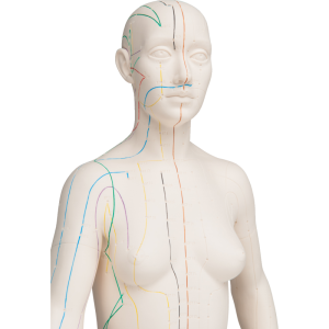Modèle d’acupuncture – corps féminin
