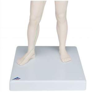 Modèle d’acupuncture – corps féminin