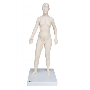 Modèle d’acupuncture – corps féminin