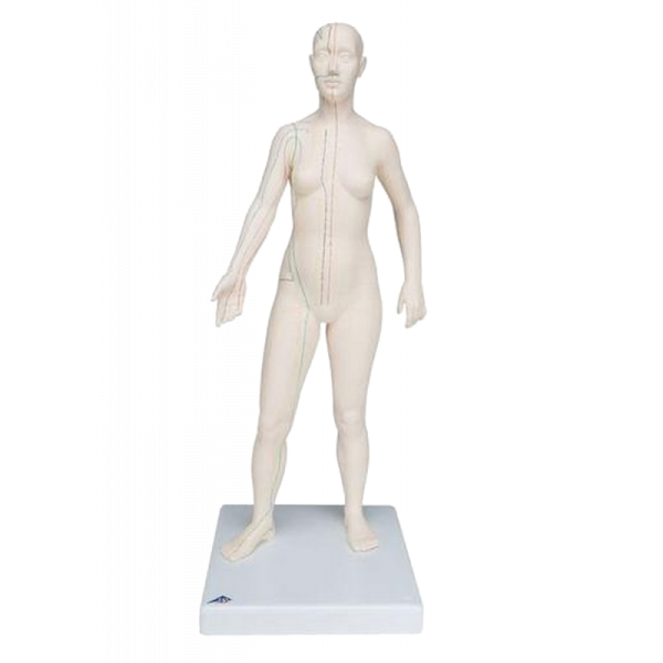 Modèle d’acupuncture – corps féminin