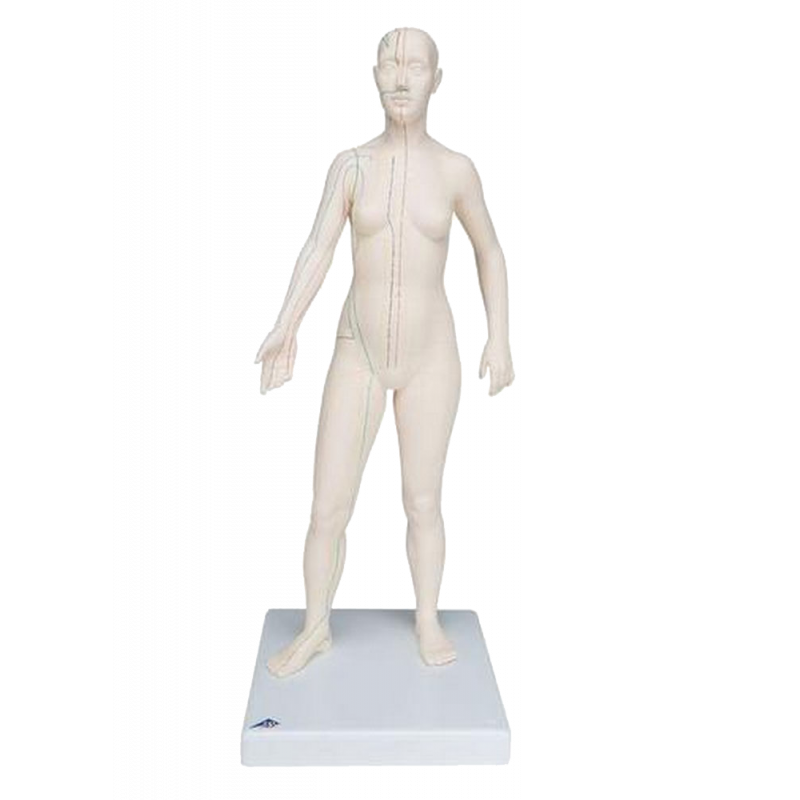 Modèle d’acupuncture – corps féminin