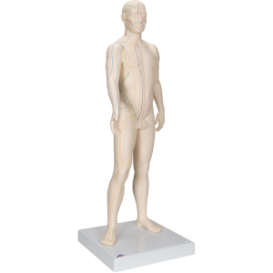 Modèle d’acupuncture – corps masculin