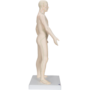 Modèle d’acupuncture – corps masculin