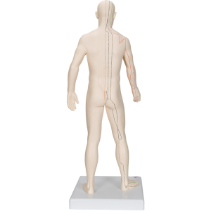 Modèle d’acupuncture – corps masculin