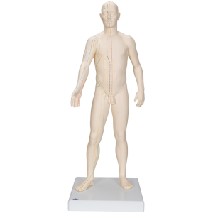 Modèle d’acupuncture – corps masculin