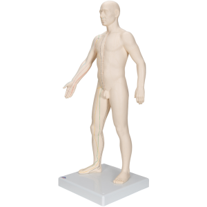 Modèle d’acupuncture – corps masculin
