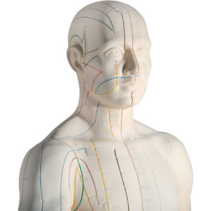 Modèle d’acupuncture – corps masculin