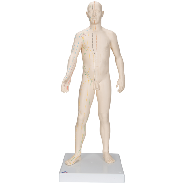 Modèle d’acupuncture – corps masculin