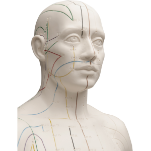 Modèle d’acupuncture – corps masculin
