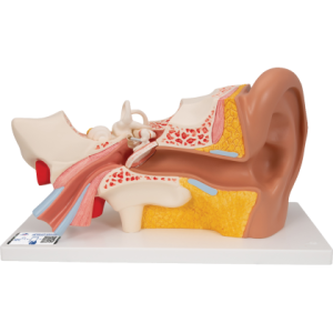 Oreille agrandie 3 fois – 4 parties