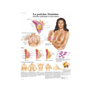 Planche anatomique - La poitrine féminine