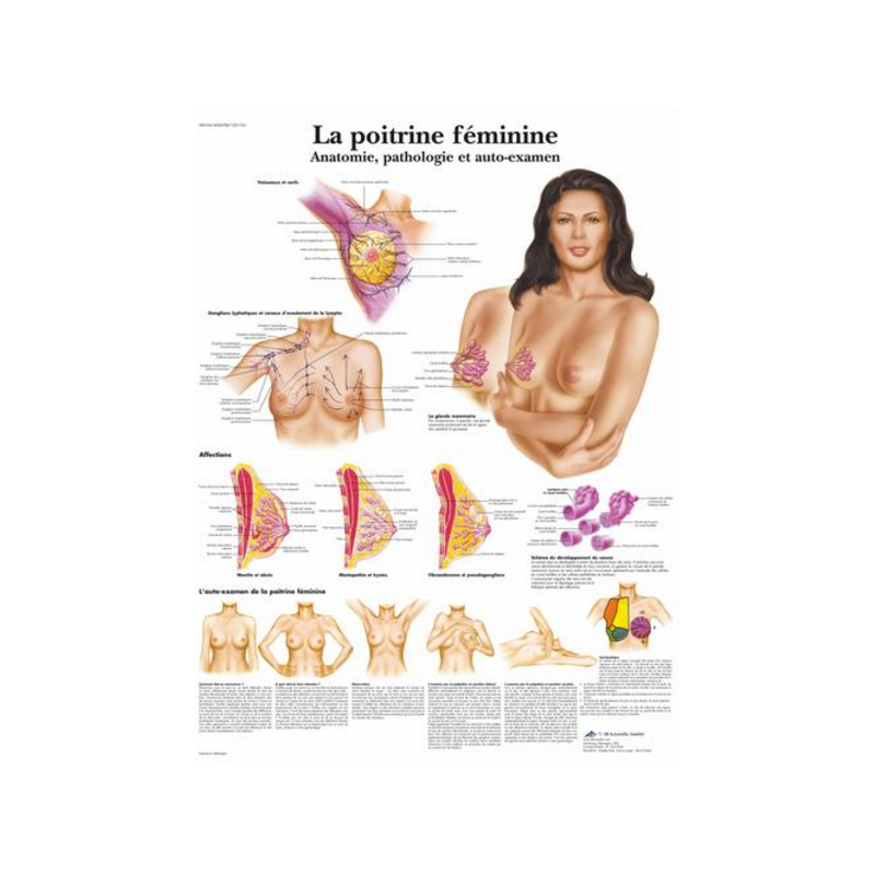 Planche anatomique – La poitrine féminine