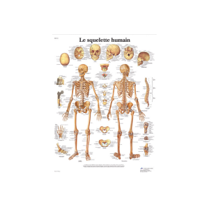 Planche Anatomique le Squelette Humain