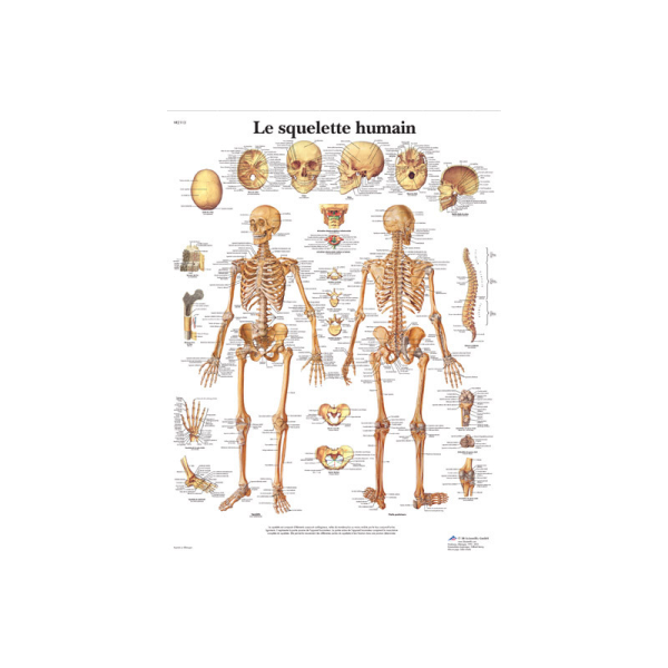 Planche Anatomique le Squelette Humain