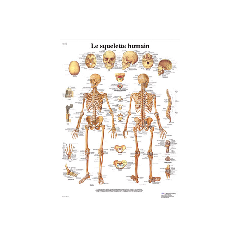 Planche Anatomique le Squelette Humain
