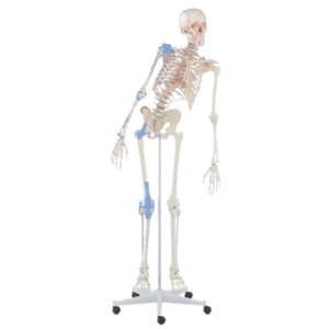 Squelette humain Max mobile avec marquage des muscles et ligaments Erler Zimmer