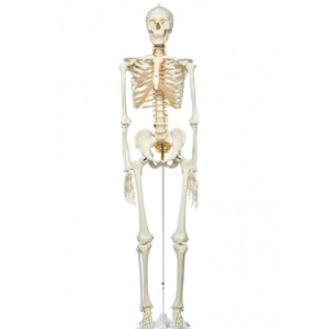Squelette humain taille réelle FRED Pro Flexible sur support métallique à roulettes