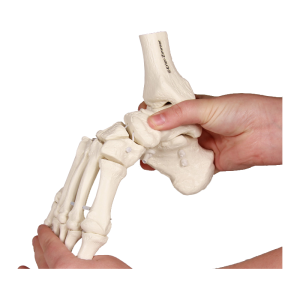 Squelette souple du pied avec début de tibia et péroné Erler Zimmer