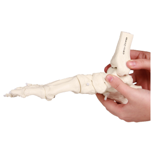 Squelette souple du pied avec début de tibia et péroné Erler Zimmer