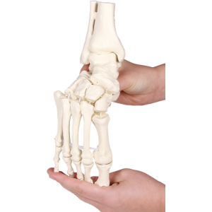 Squelette souple du pied avec début de tibia et péroné Erler Zimmer