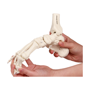 Squelette souple du pied avec début de tibia et péroné Erler Zimmer