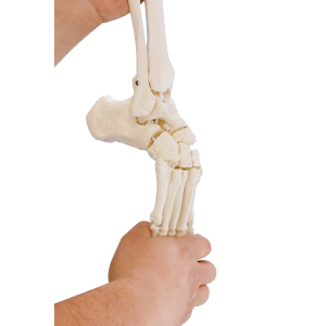 Squelette souple du pied avec début de tibia et péroné Erler Zimmer